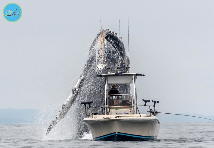 بالا آمدن حیرت انگیز نهنگ گوژپشت +عکس