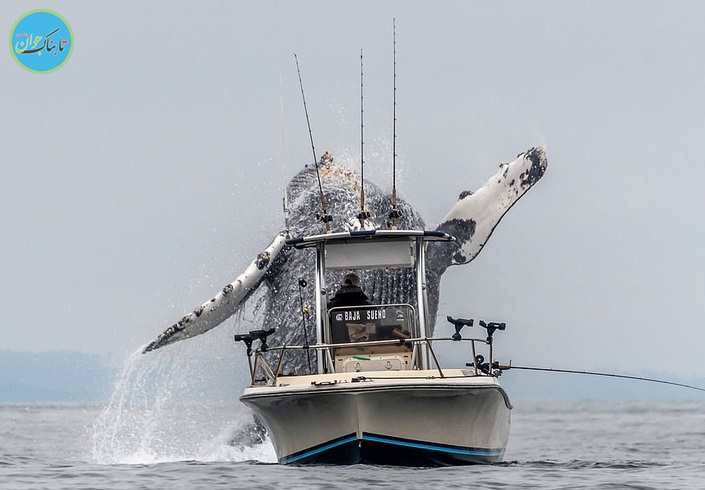 بالا آمدن حیرت انگیز نهنگ گوژپشت +عکس