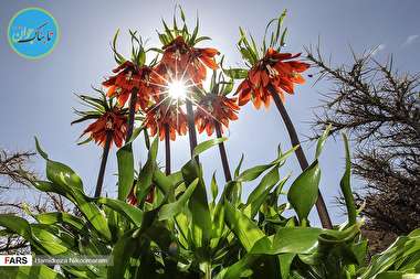 دشت لاله‌های واژگون « خوانسار »