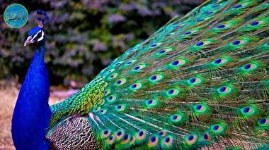 لحظه بی نظیر باز شدن پرهای طاووس