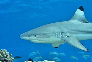 آمدن کوسه‌ها به ساحل جزیره کیش + فیلم