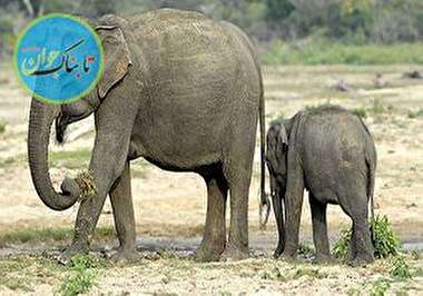 حمله فیل به روستاییان حین خارج کردن بچه فیل از چاله + فیلم