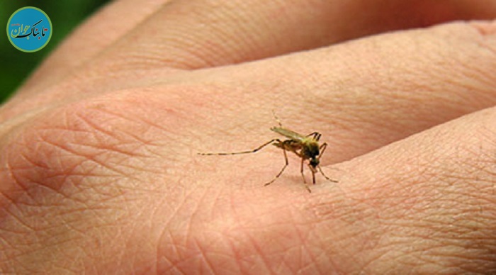 ضدپشه‌های طبیعی را بشناسید