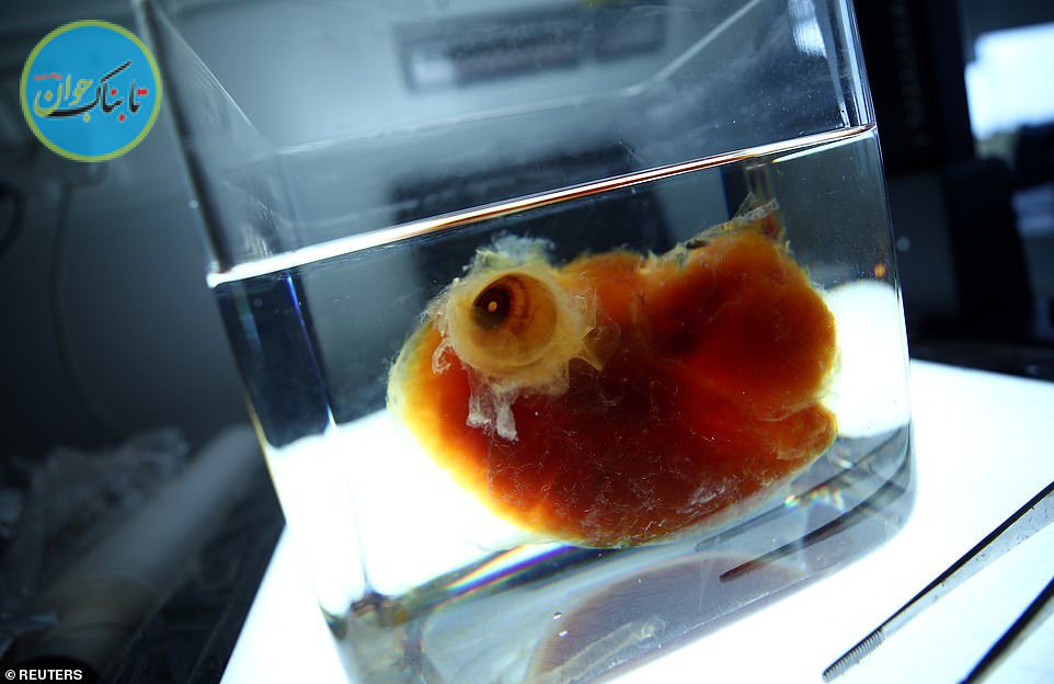 ساخت اعضای بدن انسان توسط محققان در آلمان برای پیوند کلیه