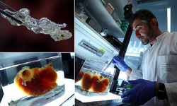 ساخت اعضای بدن انسان توسط محققان در آلمان برای پیوند کلیه