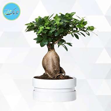 بن سای هوشمند هم ساخته شد