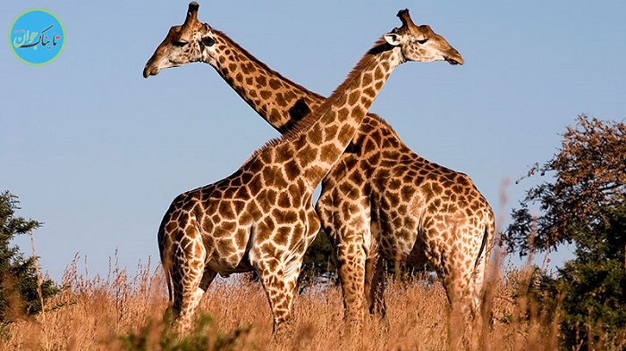 زرافه‌ها هم در فهرست حیوانات در خطر انقراض قرار می‌گیرند