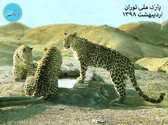 ۳ پلنگ ایرانی در پارک ملی توران