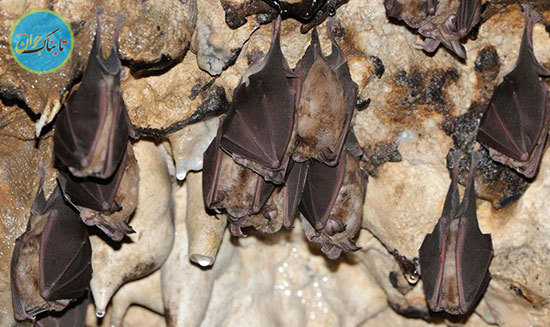 غار خفاش، غار ۱۰۰ هزار ساله‌ پیش از میلاد در دهلران + تصاویر