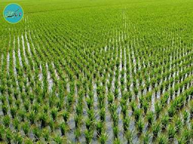 کاشت شالی‌ وسط پیاده‌رو خیابان شهرداری رشت