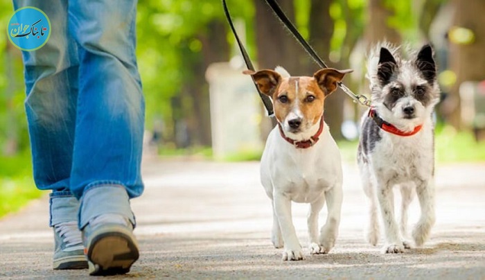 زندگی در کنار سگ و گربه؛ تله‌ای برای جوانان ایرانی