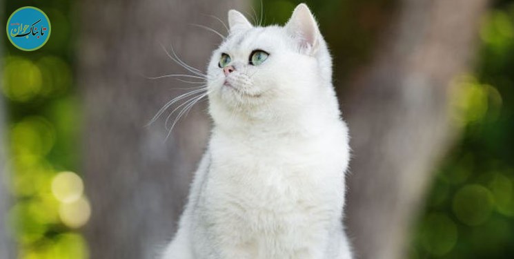 بینایی کدام حیوانات قوی‌تر از انسان است؟