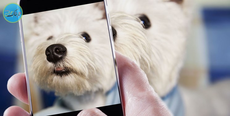 بینایی کدام حیوانات قوی‌تر از انسان است؟