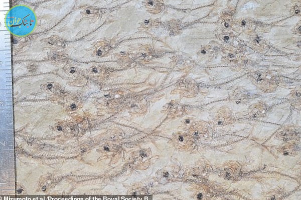 کشف فسیل 50میلیون ساله 259 ماهی+عکس