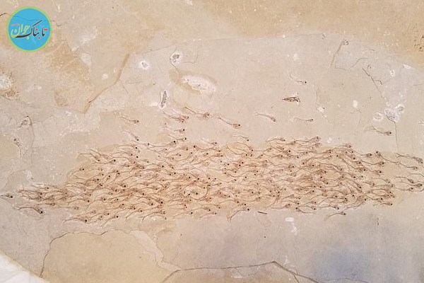 کشف فسیل 50میلیون ساله 259 ماهی+عکس