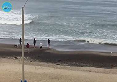 نجات بچه کوسه توسط یک رهگذر + فیلم