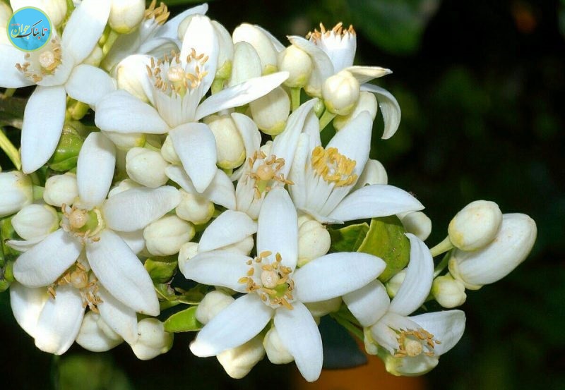 یک جایگزین طبیعی برای قرص های خواب