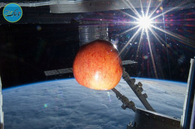 لذت چشیدن طعم زمینی میوه‌ها در فضا+عکس