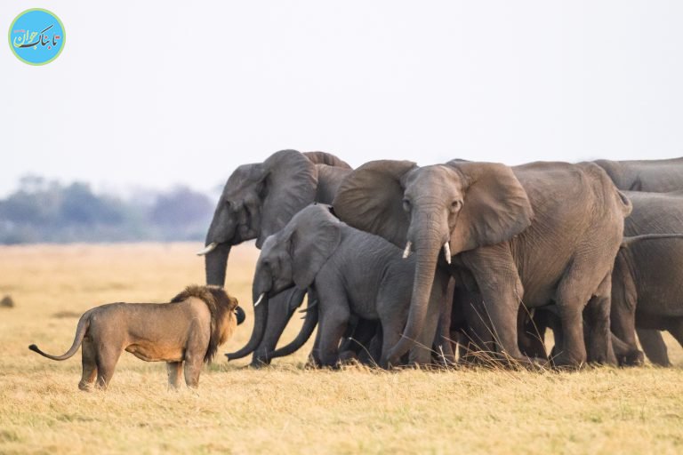 جدال دیدنی از نبرد شیر و فیل‌ها+ تصاویر