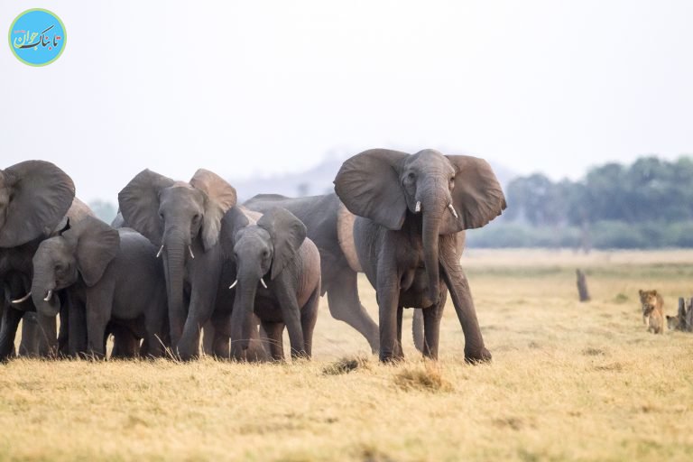 جدال دیدنی از نبرد شیر و فیل‌ها+ تصاویر