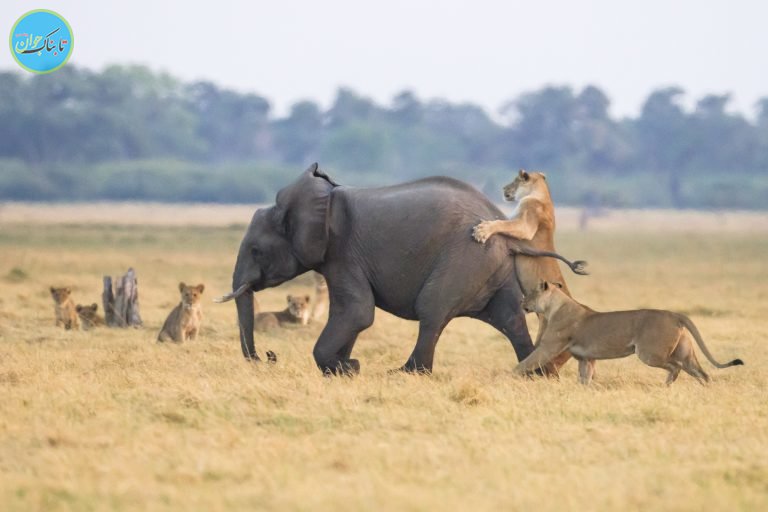 جدال دیدنی از نبرد شیر و فیل‌ها+ تصاویر