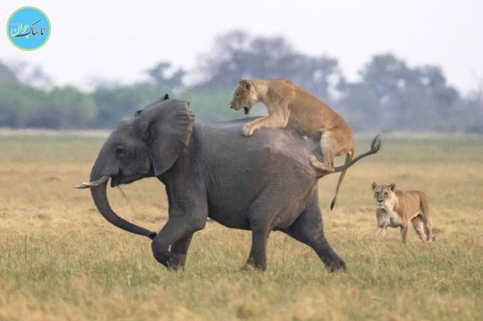 جدال دیدنی از نبرد شیر و فیل‌ها+ تصاویر