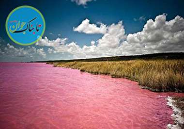 وجود تالابی صورتی در ایران +فیلم