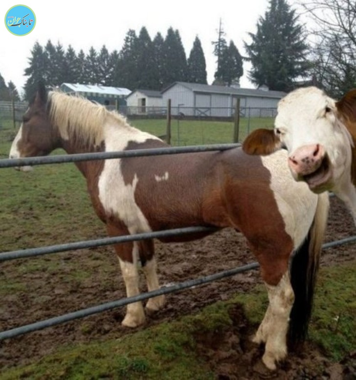 شکار لحظه ها از زاویه های جالب+ تصاویر