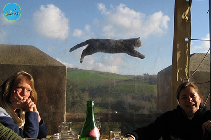 شکار لحظه ها از زاویه های جالب+ تصاویر