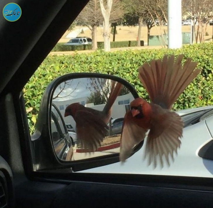 شکار لحظه ها از زاویه های جالب+ تصاویر