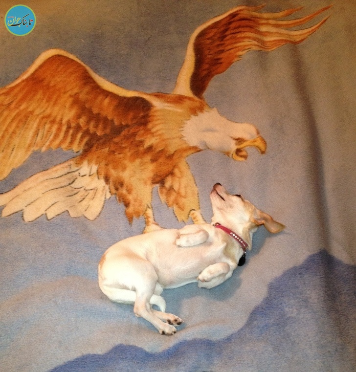 شکار لحظه ها از زاویه های جالب+ تصاویر