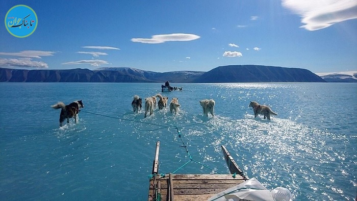 سگ‌های قطبی روی یخ‌های آب شده/ تصویری که زود وایرال شد