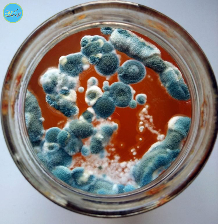 تصاویر زیبا از کَپَک!