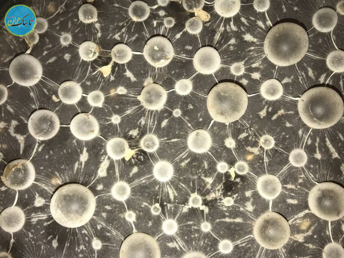 تصاویر زیبا از کَپَک!