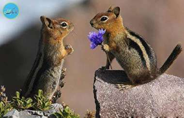 واکنش دیدنی حیوانات هنگام آزار هم‌نوعشان + فیلم