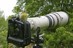 عکس حیرت انگیز از خیره شدن عقاب به عکاس