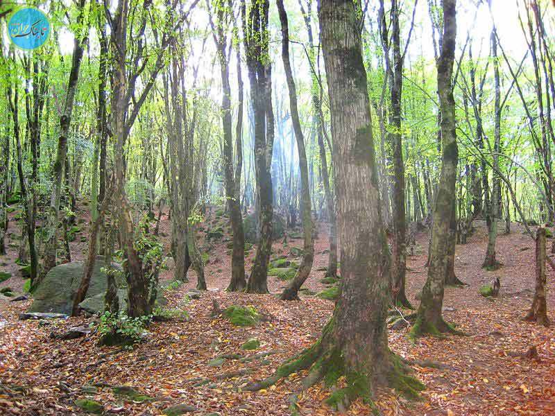 جنگل ناهارخوران، نگین زیبای ایران