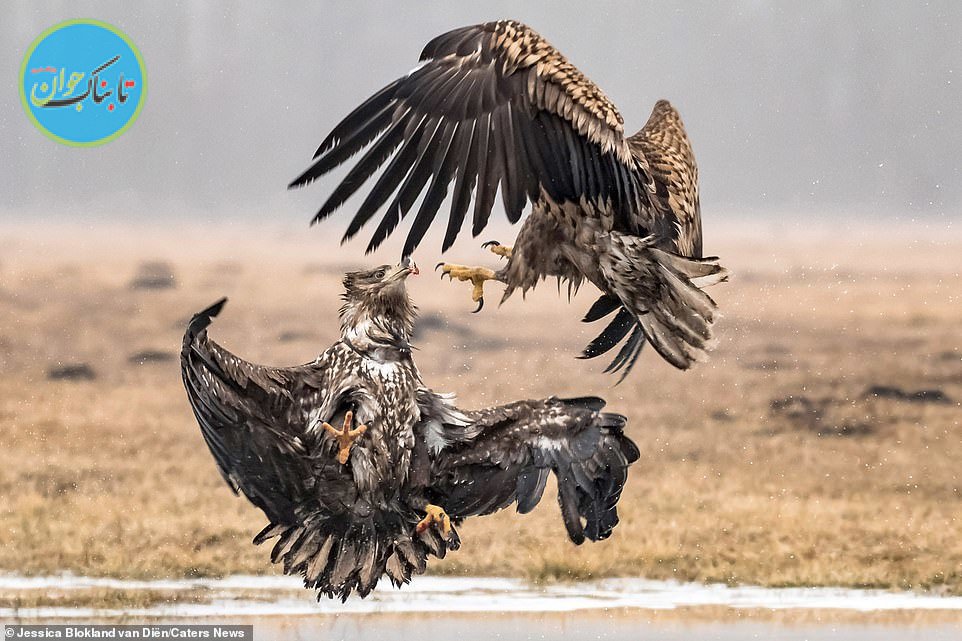 زورآزمایی عقاب‌ها برای سلطنت+ تصاویر