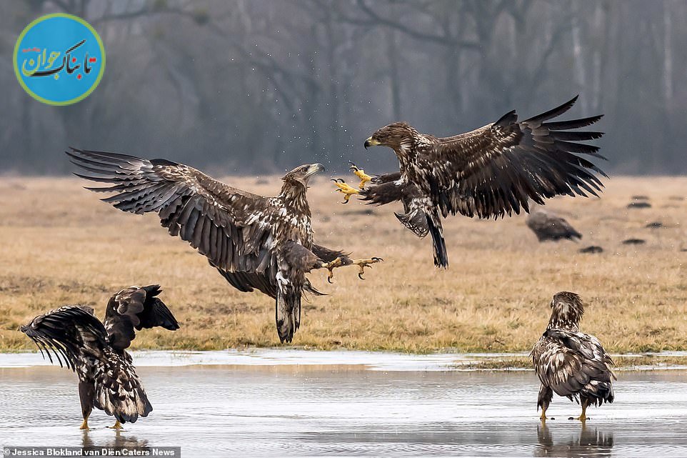 زورآزمایی عقاب‌ها برای سلطنت+ تصاویر