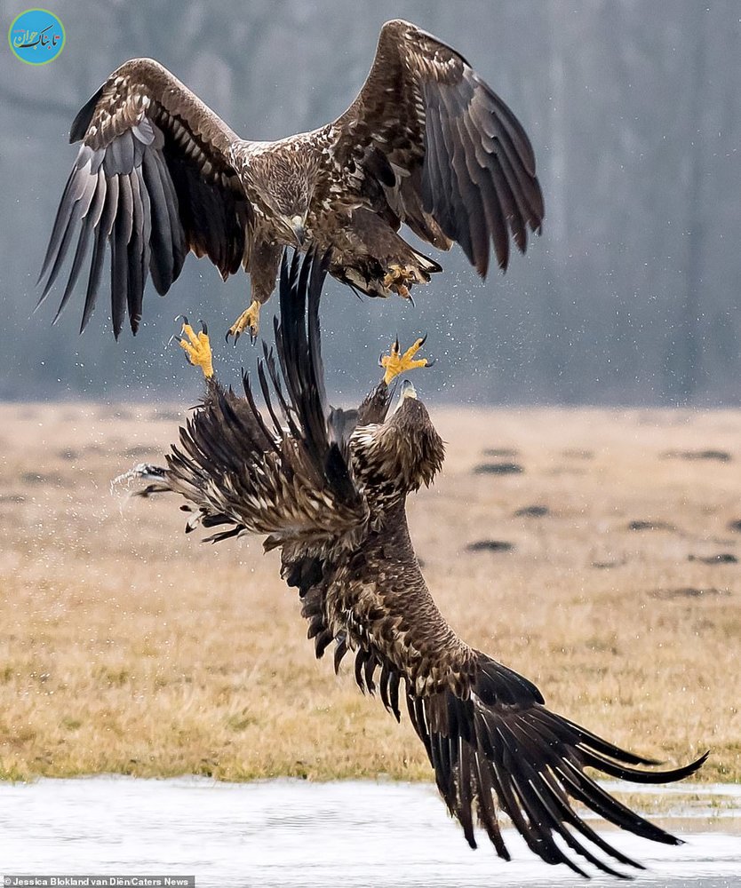 زورآزمایی عقاب‌ها برای سلطنت+ تصاویر