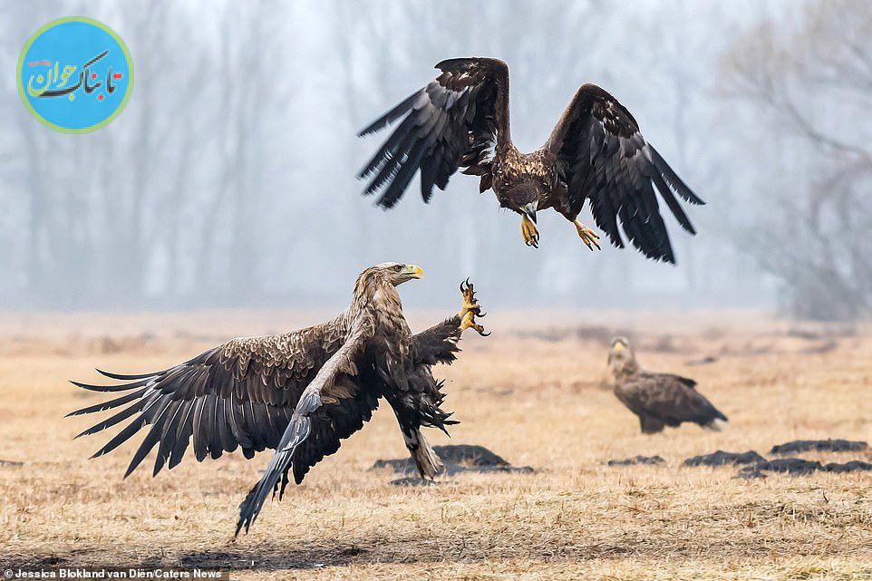 زورآزمایی عقاب‌ها برای سلطنت+ تصاویر