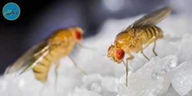 بسته خبری: ریشه کن کردن سرطان توسط مگس های تراریخته!