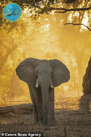 حرکت جالب از یک فیل در طبیعت+ تصاویر