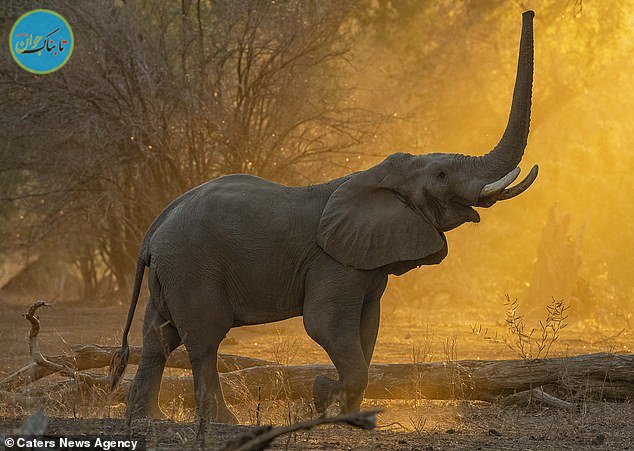 حرکت جالب از یک فیل در طبیعت+ تصاویر