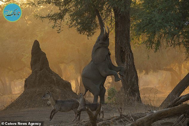 حرکت جالب از یک فیل در طبیعت+ تصاویر