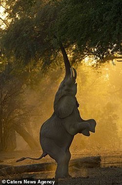 حرکت کمتر دیده شده از یک فیل در طبیعت+ تصاویر