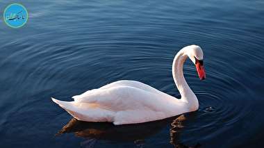 رفتار تامل برانگیز یک قو در طبیعت!+ فیلم