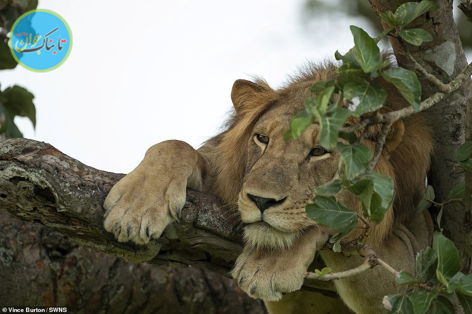 راه‌کار سلطان برای فرار از گرما+ تصاویر