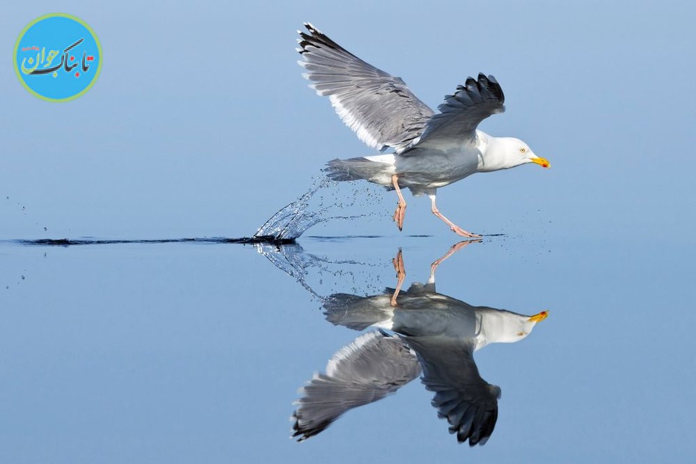 شیرجه دیدنی یک پرنده در آب+ تصاویر