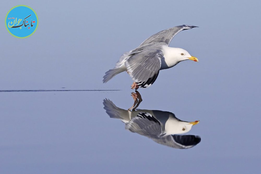 شیرجه دیدنی یک پرنده در آب+ تصاویر